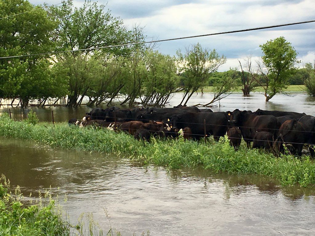 12th St NE and N Florida cows 3.jpg